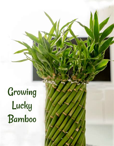 Lucky Bamboo Plant Growing Tips - Dracaena Sanderiana Plant Care