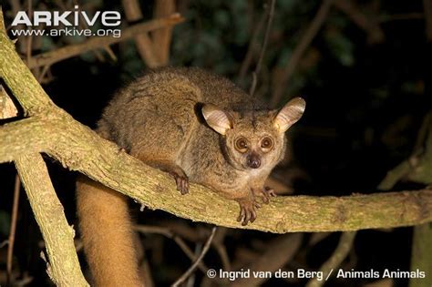 Greater Galago | Southern africa, Animals, Mammals