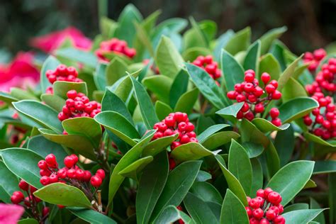 20+ Different Holly Tree Types (Full Holly Varieties List) - PlantSnap