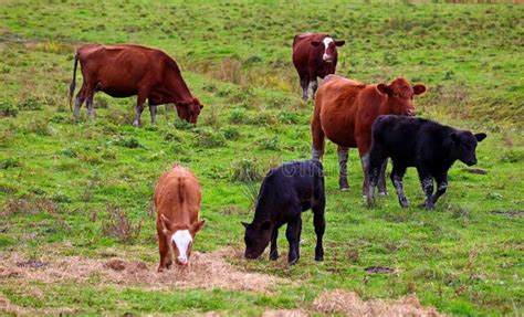 Simmental is One of the Oldest and Most Recognized Cattle Breeds Stock ...