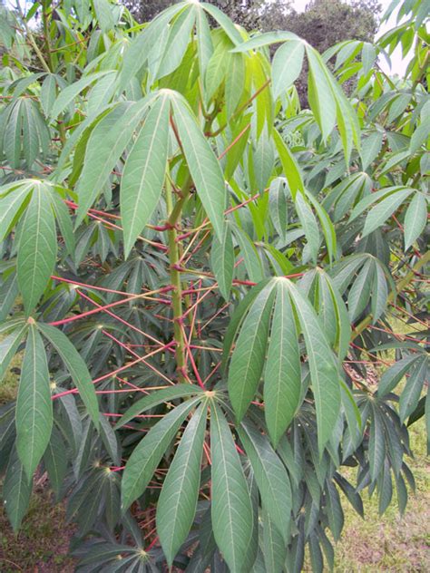 Survival Plant Profile: Cassava - King of Staples | The Survival Gardener