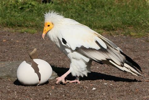 Egyptian Vulture Facts, Habitat, Behavior, Diet, Pictures