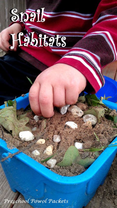 Make a Snail Habitat & Snail Anatomy | Preschool Powol Packets