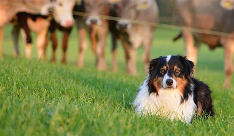 The Herding Dogs Breeds - Breed Profile, Facts, Images