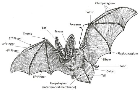 Top 10 bat anatomy ideas and inspiration