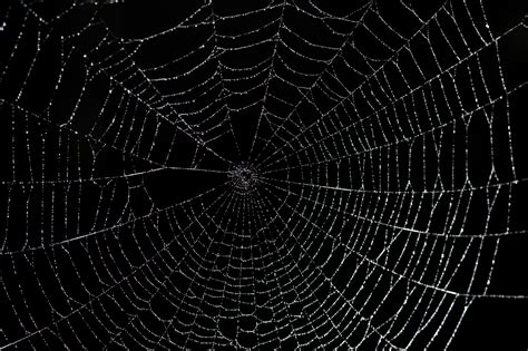 Large spider web-8147 | Stockarch Free Stock Photo Archive