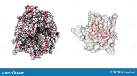 Thrombin Structure Stock Images - Image: 24879714