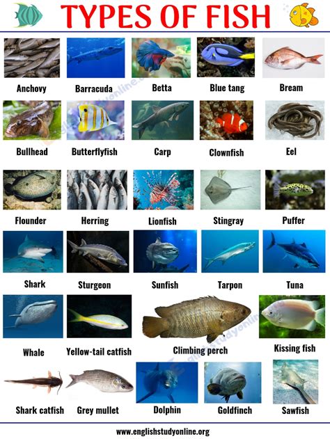 Types of Fish: List of 29 Popular Fish Names with Pictures in English ...