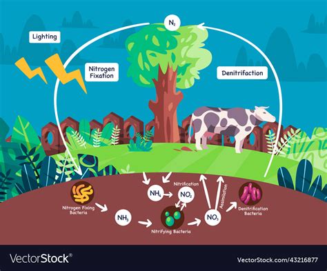 Nitrogen Cycle Vector Illustration Labeled N Biogeochemical | Hot Sex ...