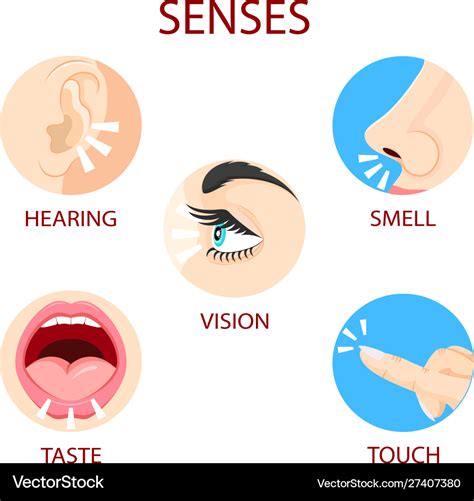 Five senses human perception Royalty Free Vector Image