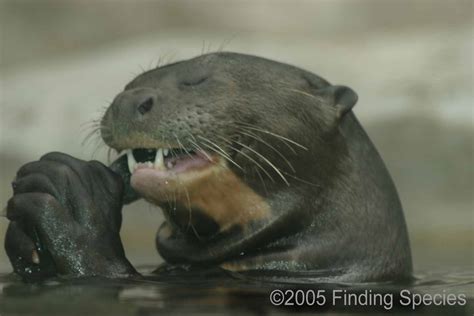 Biodiversity-Giant Otter