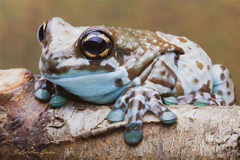 Amazon Milk Frog Photograph by Lee Ann Stamm - Pixels