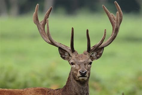 Young Red Deer Stag With Velvet Antler Photograph by Hammerchewer (g C ...