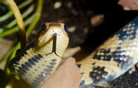 False Water Cobra (Hydrodynastes gigas) | Starmind Conservation