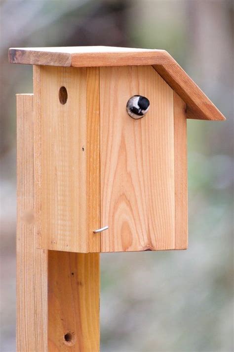 Black-capped Chickadee - Cedar bird house | Finch bird house, Bird ...