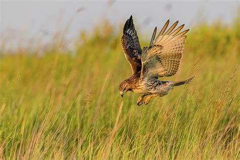 Red-Tailed Hawk Hunting At Sunset #2 Photograph by Morris Finkelstein ...