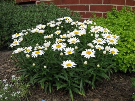 Shasta Daisy 'Snowcap' Seeds (Certified Organic) | Garden Hoard ...