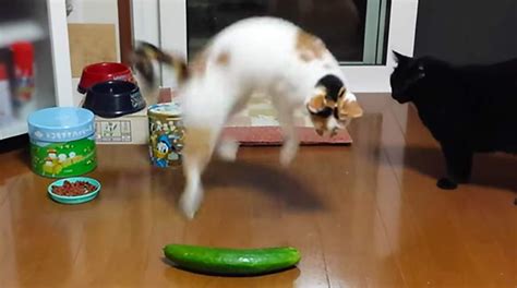 Cat and cucumber - Lotto the Cat