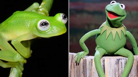 Real-Life Kermit the Frog: New Glass Frog Species Discovered in Costa ...