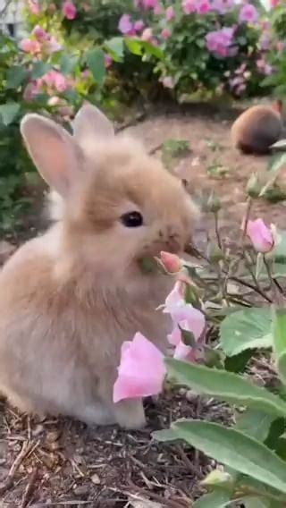 Little bunny eating.. : r/cute