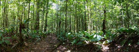 Bosque de selva verde profundo en salto angel canaima venezuela | Foto ...