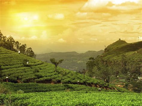 Assam Tea gardens | Times of India Travel