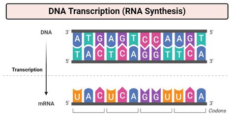 DNA Transcription (RNA Synthesis)- Article, Diagrams and Video