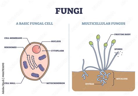 Fungi Cell Labelled Diagram