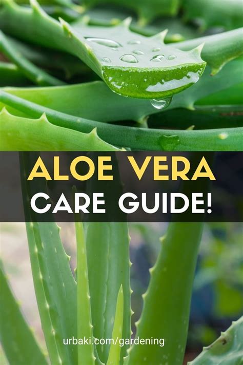 Aloe Vera Care Guide! | Aloe vera care, Aloe vera plant indoor, Aloe ...