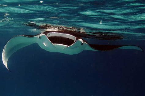 Do Manta Rays Sting? - Wildlife Informer