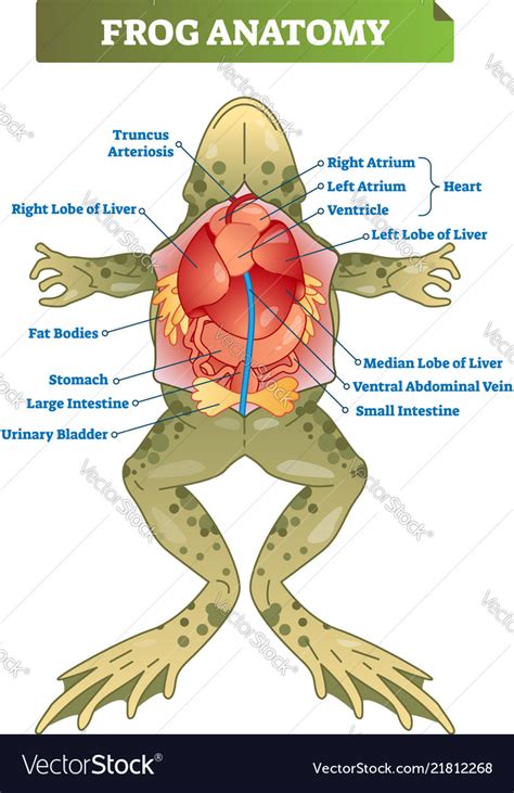 Frog anatomy labeled scheme Royalty Free Vector Image