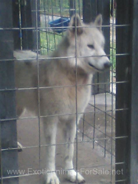 Arctic Wolf Pups for Sale