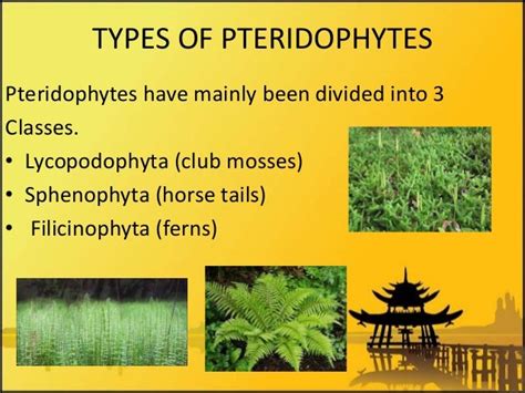 😍 Examples of filicinophyta. 5.5 Classification Questions and Study ...