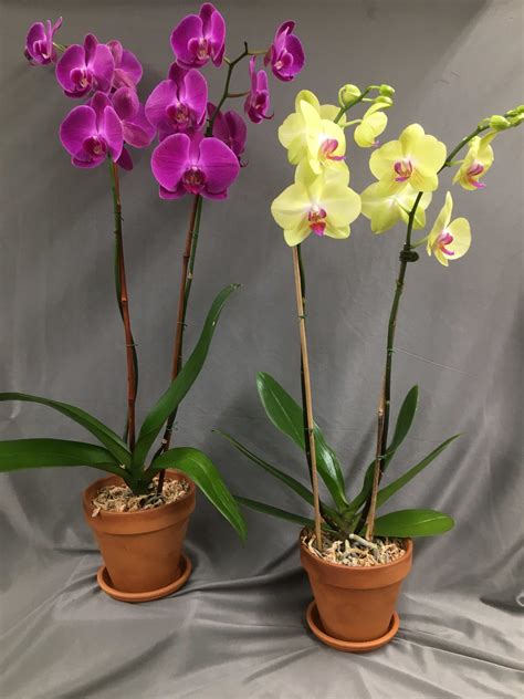 Phalaenopsis Orchid Plant in Glenside, PA | Coupe Flowers Inc.