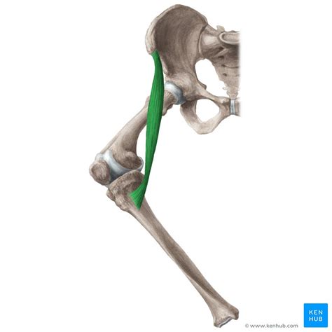 Sartorius muscle: Anatomy, attachments, function | Kenhub