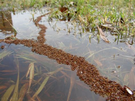 (Solenopsis invicta/fire ant) Forked Fire Ant Raft Cool Insects, Bugs ...