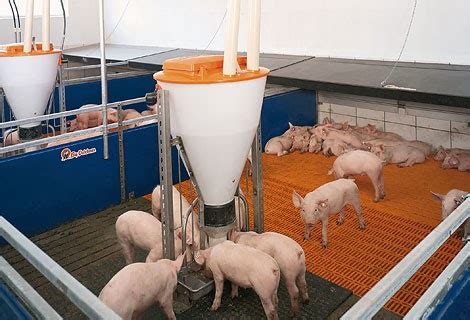 pig farming equipment: Three Different Pig-keeping Systems in Mexico