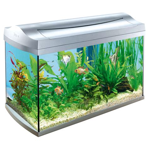 Ornamental Fish: Aquarium Good for Health and Income