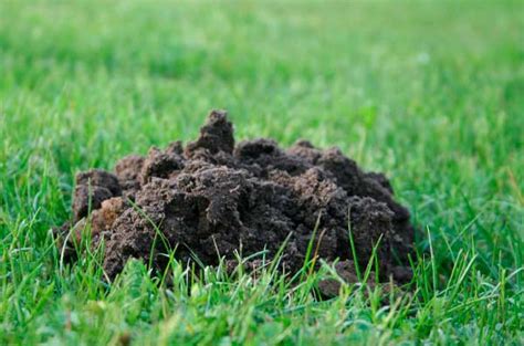 Mole Trapping | #1 Best Southern Connecticut Lawn Mole Pros