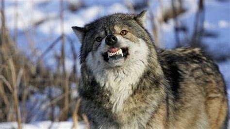 How To Survive A Wolf Attack In The Wild - 7 Effective Tips