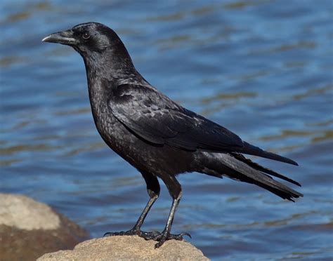 American Crow | San Diego Bird Spot