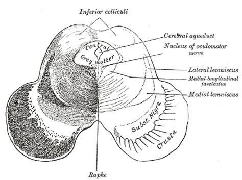 Mesencephalon - wikidoc