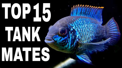 Top 15 Tank Mates For Electric Blue Acara Cichlid - YouTube