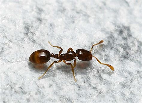 Pharaoh Ant Treatment for Business in London - Pied Piper Ant Control