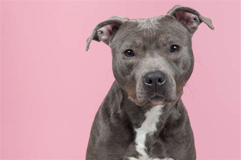 Pitbull Names: 100+ Tough, Badass & Strong Names for Pitbulls | My Pet ...