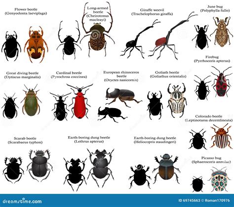 Beetles stock vector. Illustration of zoology, rhinoceros - 69745663