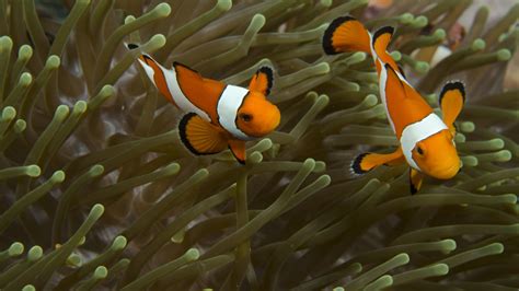 Clownfish Facts - Great Barrier Reef Foundation - Great Barrier Reef ...