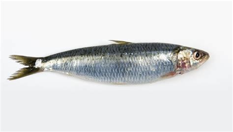 How to Fillet Sardines