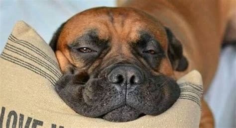 15 of the Best Boxer Dog Memes | Pet Reader