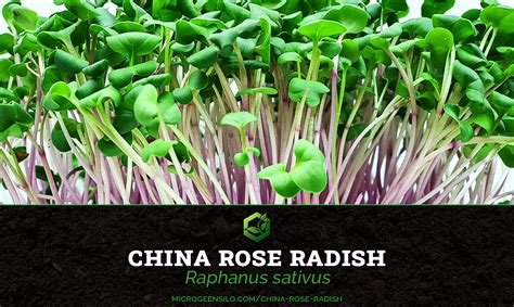 How To Grow China Rose Radish Microgreens Quick & Easy